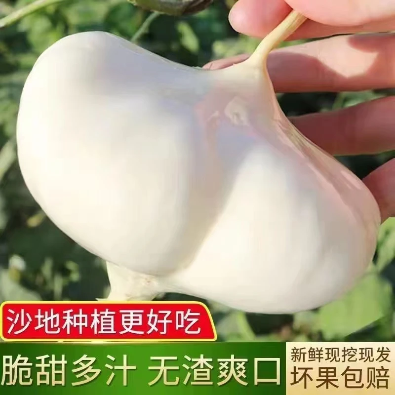 【程小龙专属】凉薯萝卜沙葛皮薄土瓜现挖现发应季3/5/8