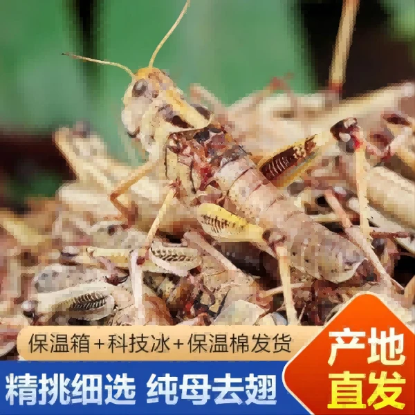 纯母去翅蚱蜢蝗虫飞蝗包邮虫子