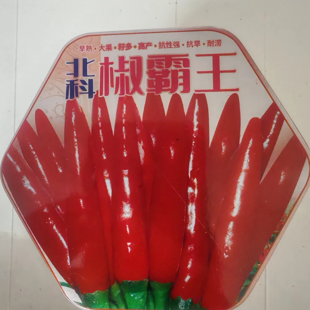 北科椒霸王高产三樱椒种子簇生大果抗病朝天椒种子