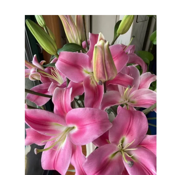 （2单包邮一单不发货）单头罗宾娜百合 云南鲜花基地鲜切花