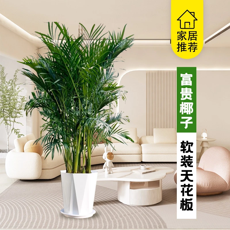 富贵椰子1米1-1米3绿植盆栽盆栽水土培四季常青客厅摆件吸甲醛6