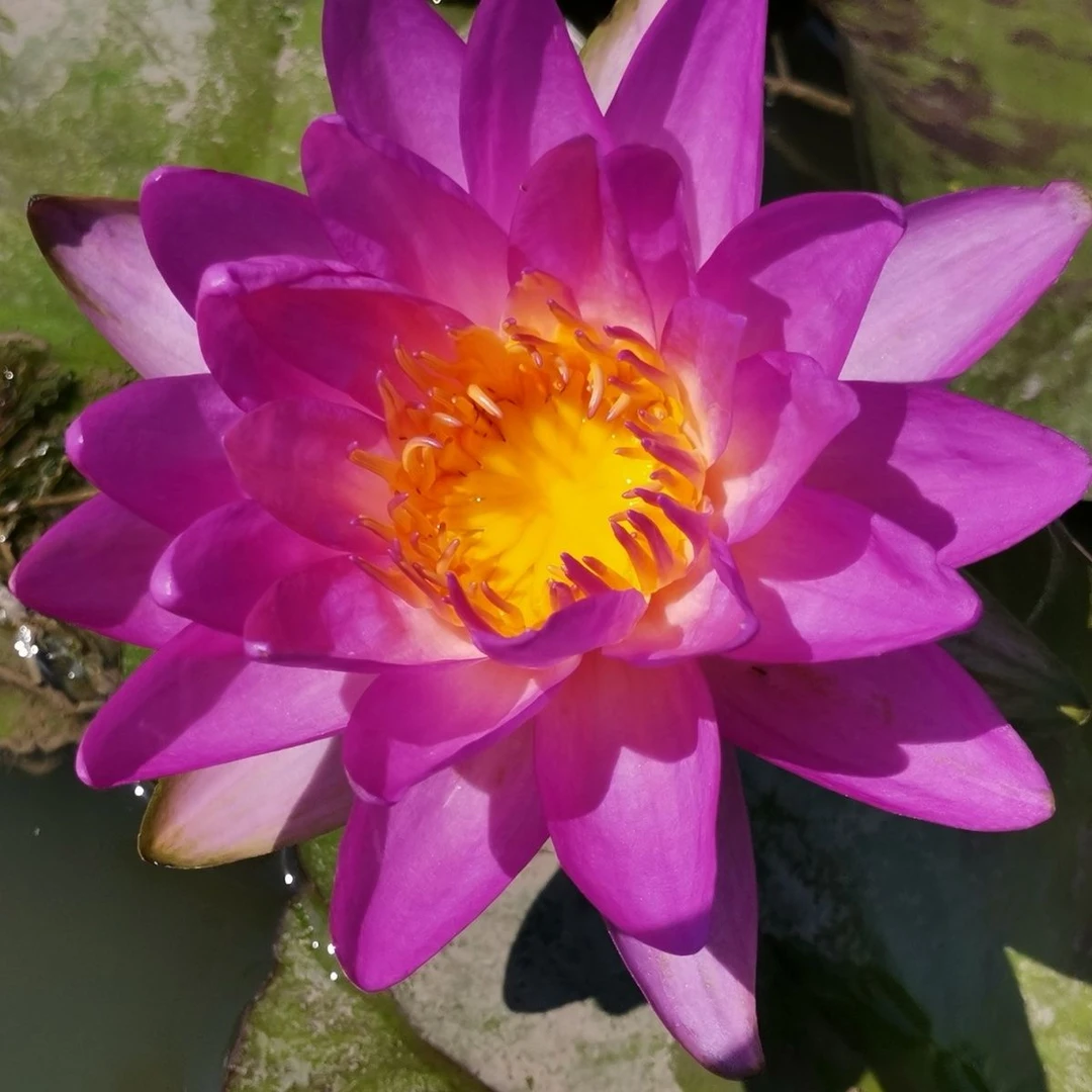 暹罗紫二睡莲水培池塘盆栽莲花水生植物水池花卉