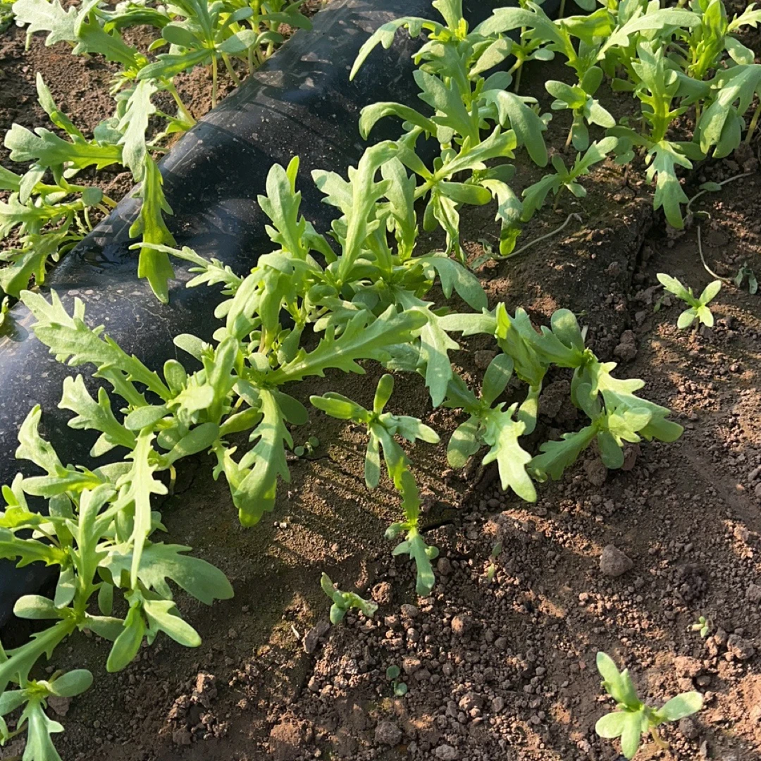 【猴瘦瘦农场】蒿子秆两斤