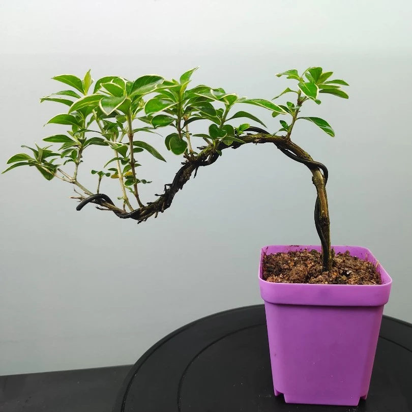 创意桌面绿植，精品绿植景观，手工制作，成品发货