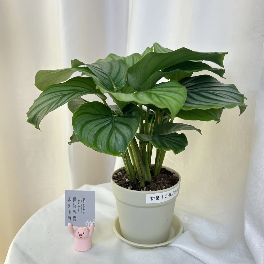 青苹果竹芋室内耐阴绿植四季常青办公桌电脑桌书桌酒店树脂盆清心