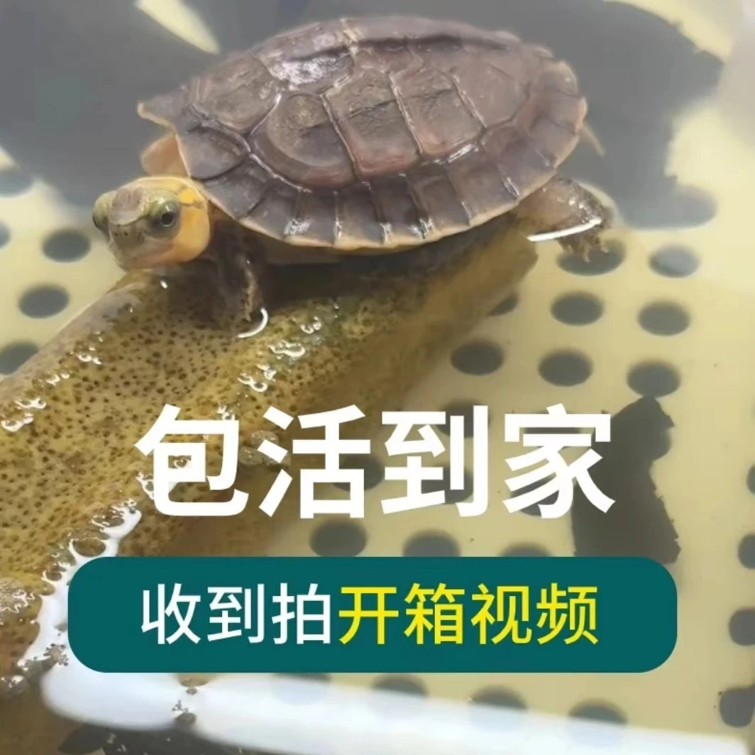 黄喉【包邮包全包活】宠物观赏龟活体深水龟鱼缸混养