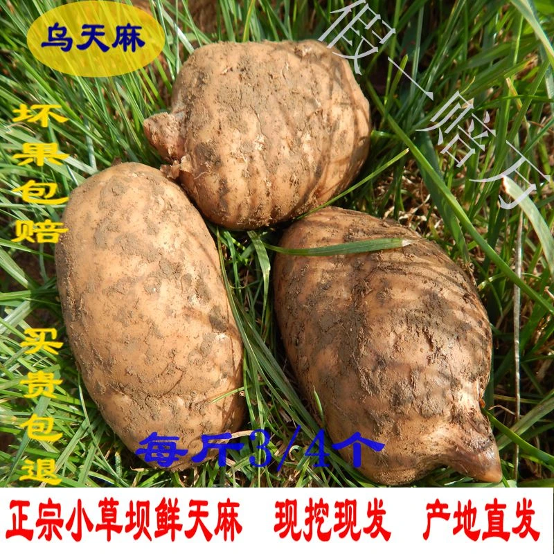 【大大果天麻素含量高】顺丰发货昭通彝良小草坝老品种高山乌天麻