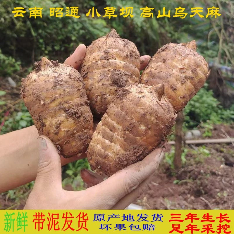 【麻农直销】正宗云南昭通高山乌彝良小草坝新鲜天麻正宗野天麻