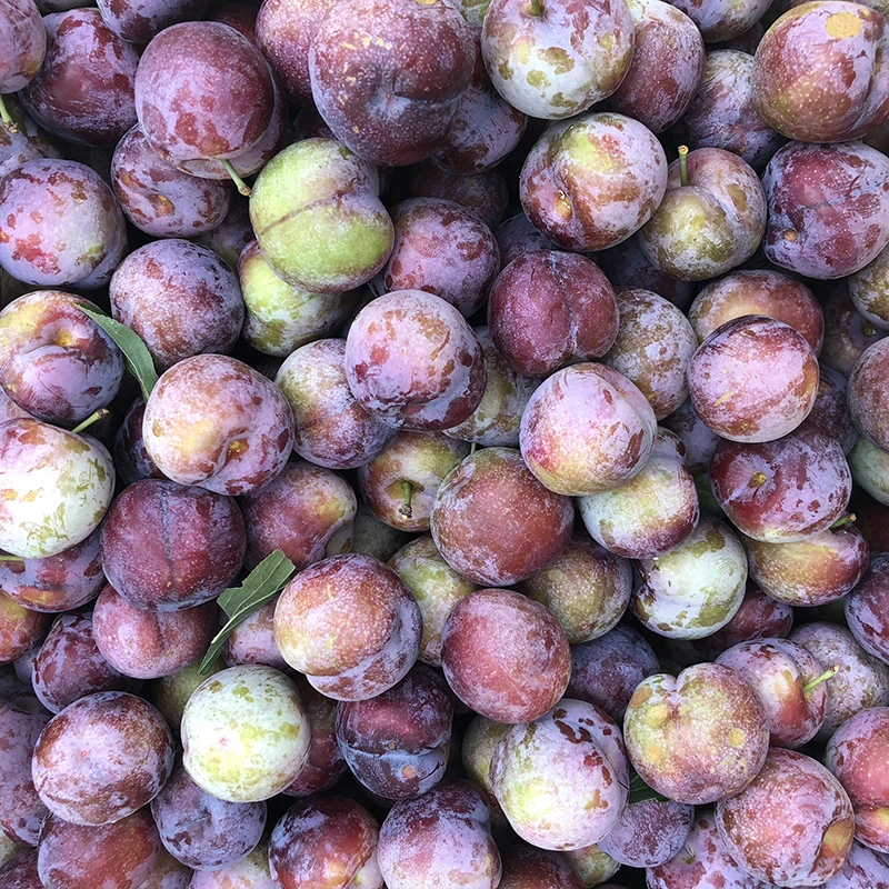 四川高山脆红李脆李脱骨李樱桃李青红李孕妇整箱5斤