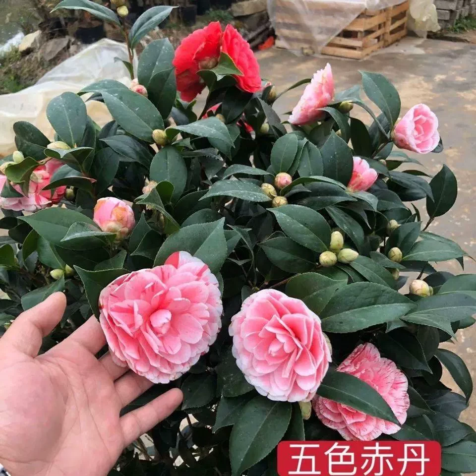 五色赤丹茶花大花多色带花苞盆栽庭院可种