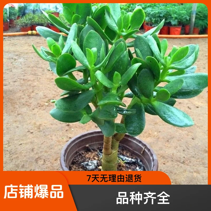 玉树批发盆栽老桩齐全创意摇钱树植物花盆室内阳台多肉绿植花卉