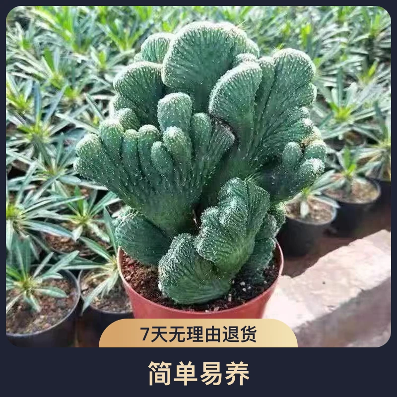 五指山造型植物根部多肉盆栽室内阳台绿植带土种植发货
