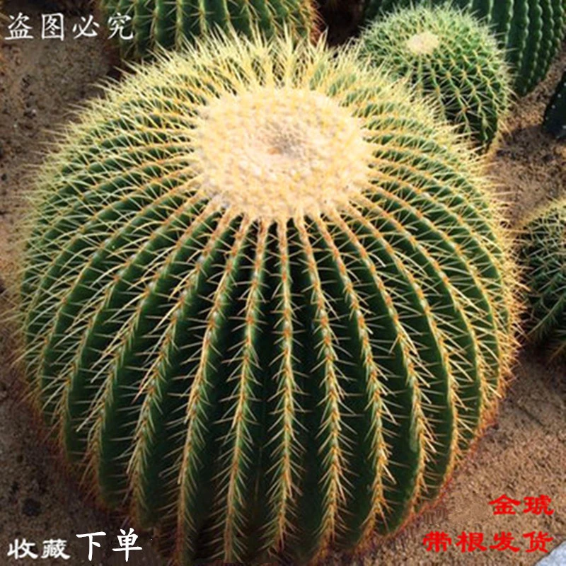 金虎球体夏季仙人球盆栽仙人掌多肉盆栽花卉开花绿植植物办公室