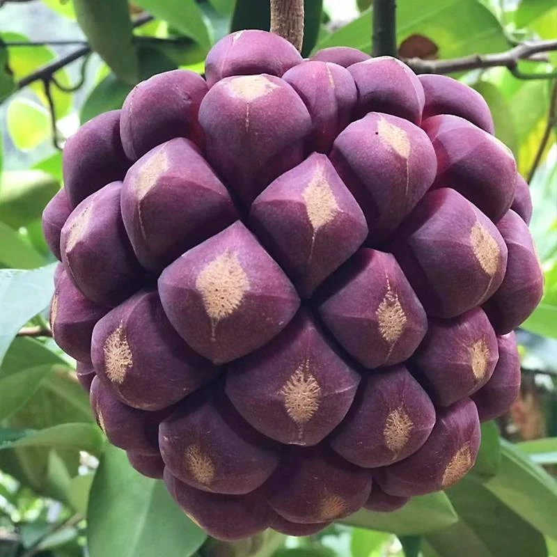 黑老虎布福娜恶魔果实酒饭团血藤果新鲜罕见奇异水果深山种植包邮