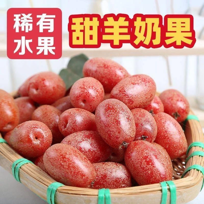 酸甜涩羊奶果云南新鲜水果野生酸甜牛奶果胡秃子牛虱子果现摘现发