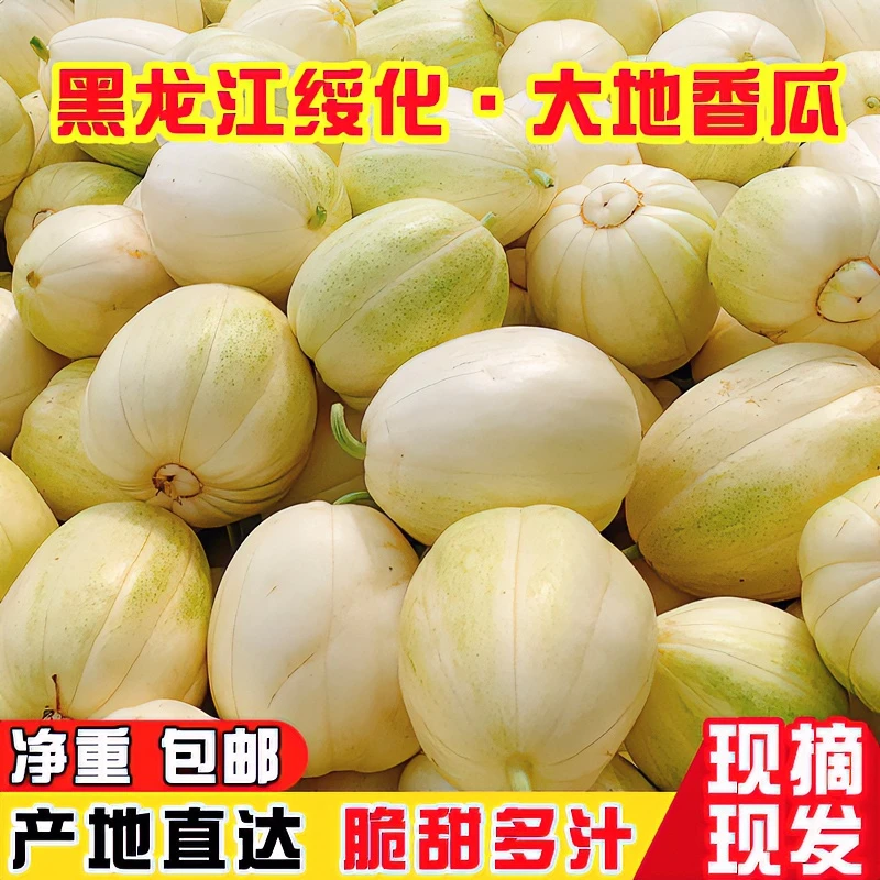 东北大地香瓜白糖罐脆瓜正宗应季孕妇新鲜甜水果3斤/5斤整箱包邮