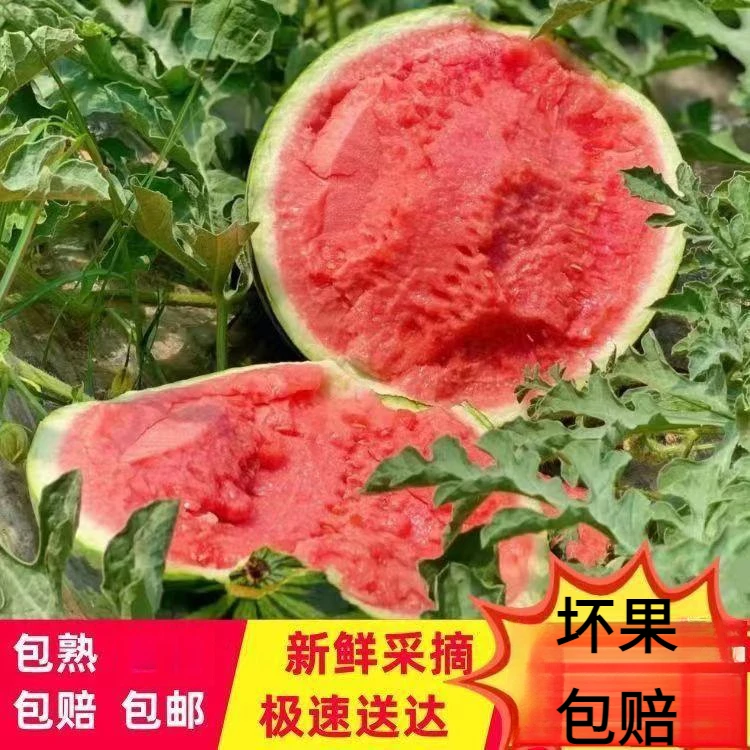 【坏果包赔】3-9斤麒麟西瓜8424新鲜当季水果无有籽西瓜脆甜 多汁10