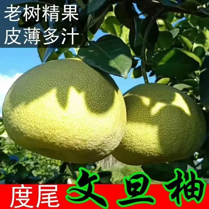 【礼盒装】福建仙游度尾文旦柚老树现摘新鲜红心蜜柚子当季孕妇水果