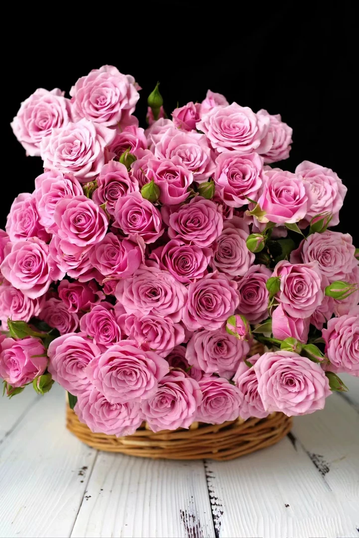 【半岛花铺】诺拉  多头玫瑰  好养好开 遇水即炸 云南昆明斗南直发