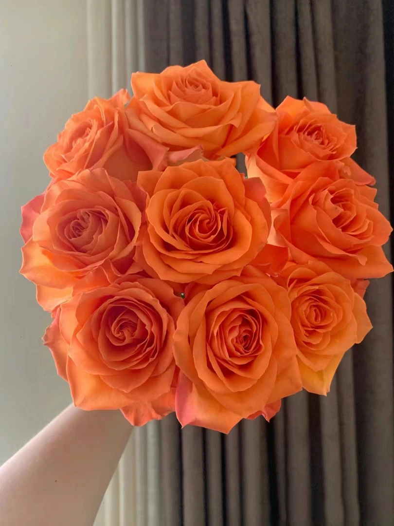 【半岛花铺】国王日 单头玫瑰 任意2单或以上包邮发货鲜切花