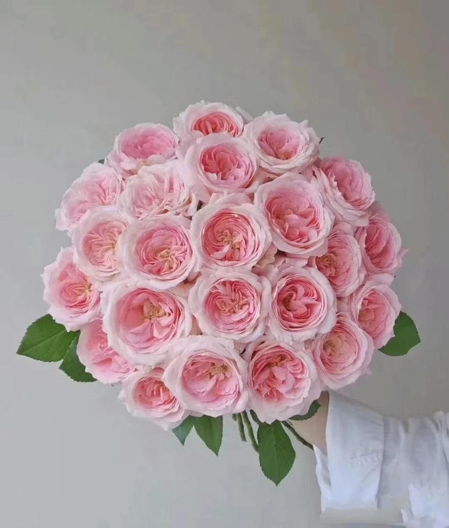 【半岛花铺】新娘梅拉 多头玫瑰任意2单或以上包邮发货鲜切花