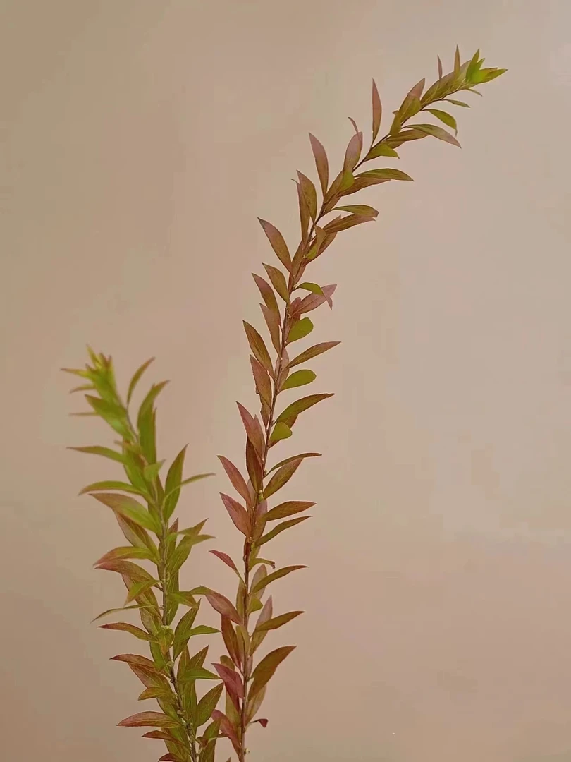 【半岛花铺】雪柳叶 瓶插绿植 任意两单顺丰包邮 绿植