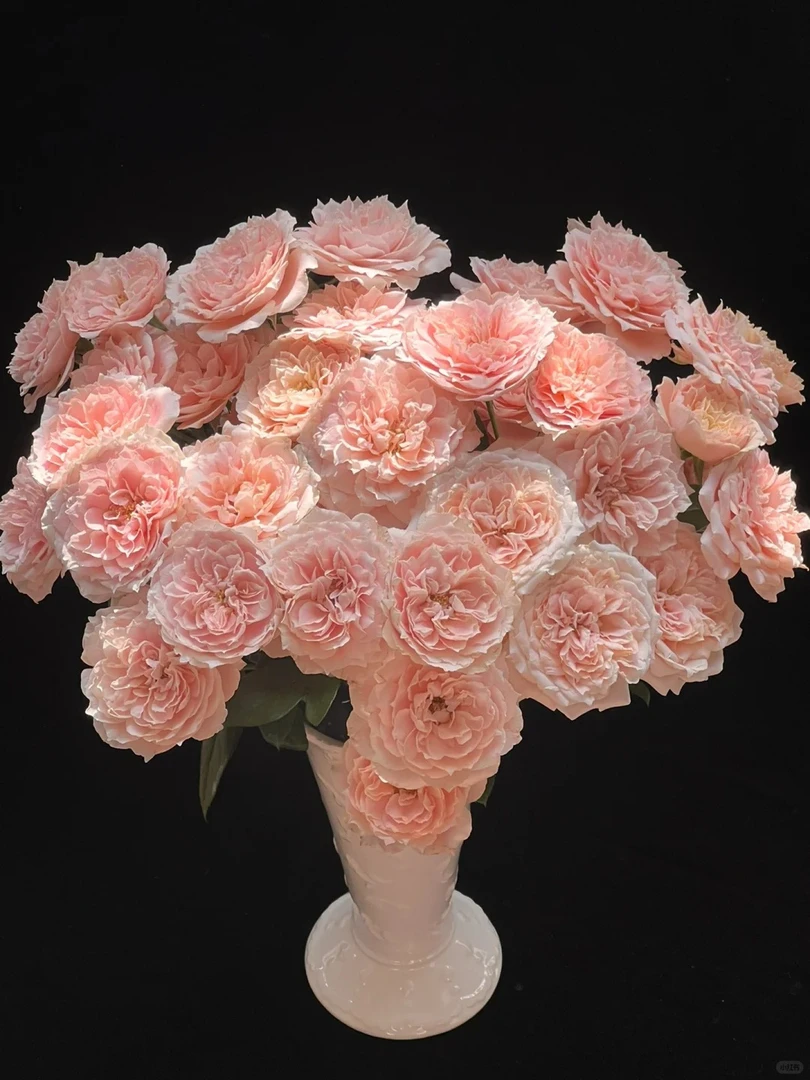 【半岛花铺】杏色拉拉队 多头玫瑰任意2单或以上包邮发货鲜切花