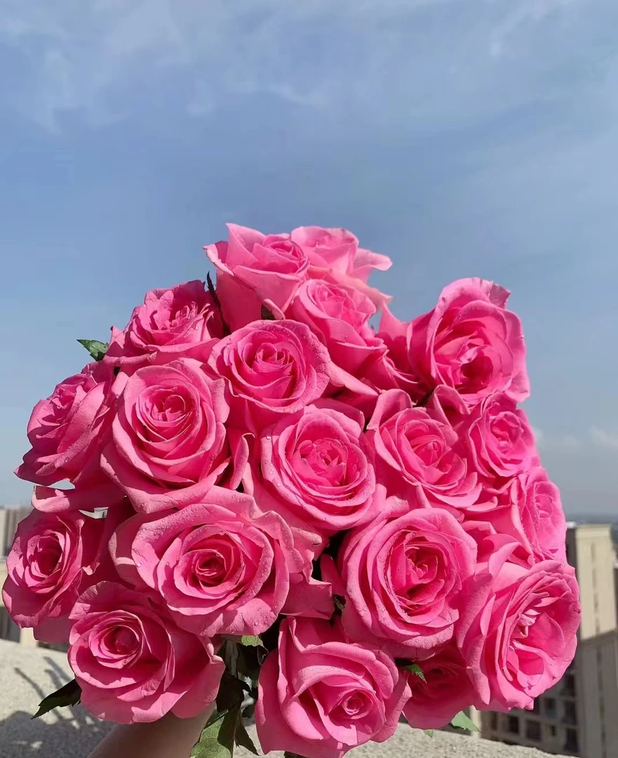 【半岛花铺】苏醒单头稀有玫瑰任意2单或以上包邮发货鲜切花