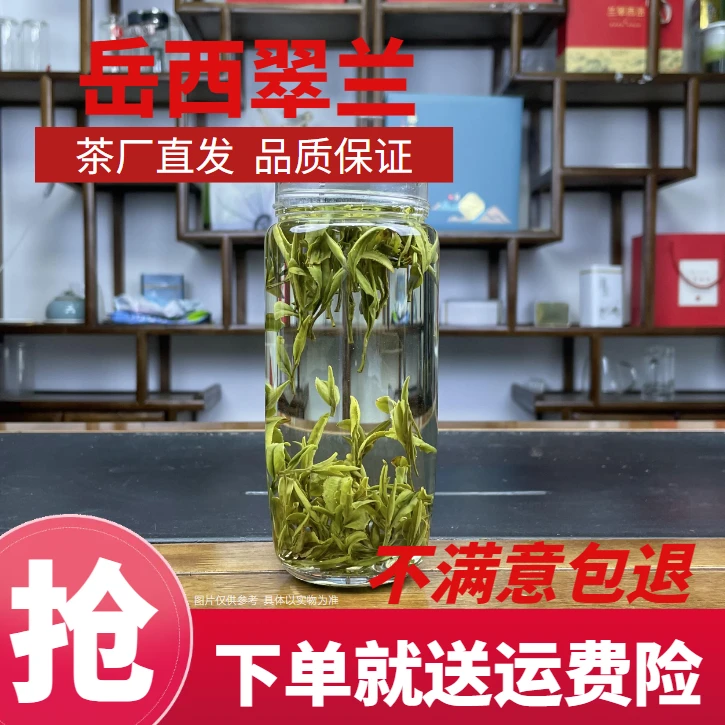 年中钜惠正宗岳西翠兰2024年新茶