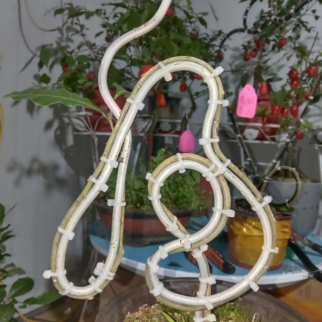 中号八字福福字植物定型模具