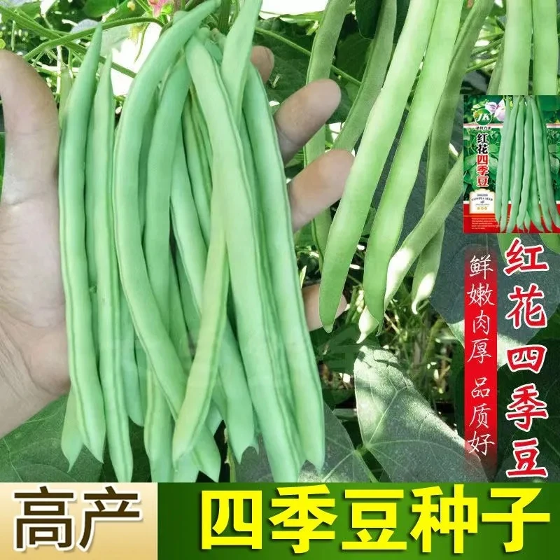 高产早熟有架四季豆种子爬藤四季播芸豆豆角种子红花无筋四季豆种