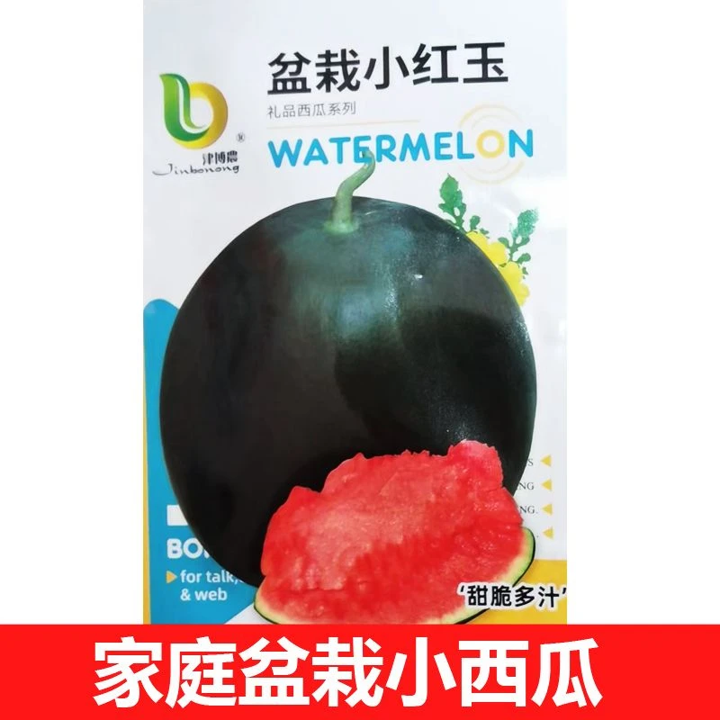 黑皮西瓜种子高产早熟薄皮水果小西瓜新品种阳台盆栽菜园南北方种