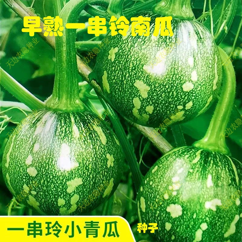 【熟得早】一串铃南瓜种子早熟小南瓜籽四季阳台庭院种植蔬菜种子
