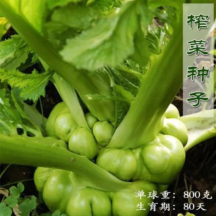 特大北方榨菜种子秋季腌制咸菜芥菜疙瘩香脆榨菜青脆腌菜四季蔬菜