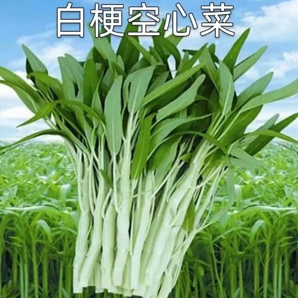 台湾白骨柳叶空心菜种子白梗大叶通心菜种子原包装四季播白空心菜