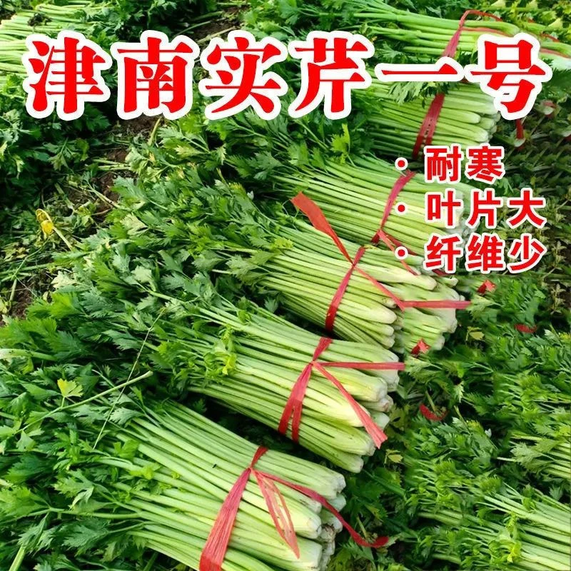 津南实芹一号芹菜种子四季香芹种籽玻璃脆芹白玉亲小香芹籽四季播
