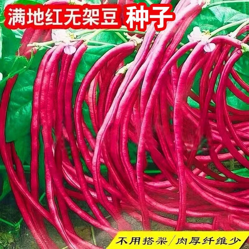 春秋满地红无架豆长豆角种子阳台盆栽菜园种植无架长红豆角菜种子