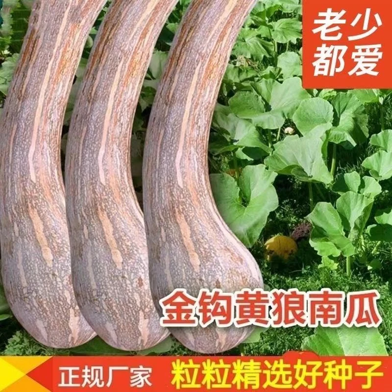 【杂交】金钩南瓜种子南狼南瓜超甜香糯干面庭院阳台春秋蔬菜种子
