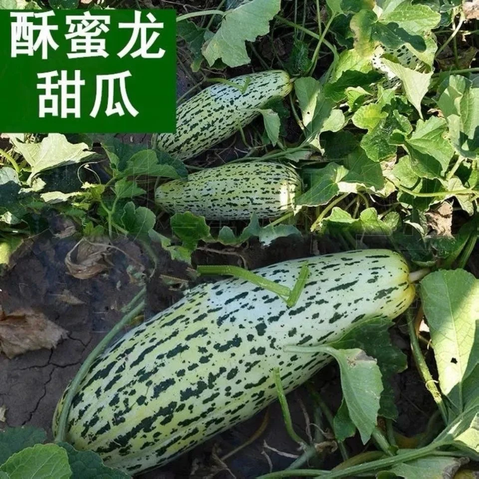 酥蜜龙甜瓜种子 早熟花皮牛角酥脆香甜瓜种籽 特大水果种孑子超甜