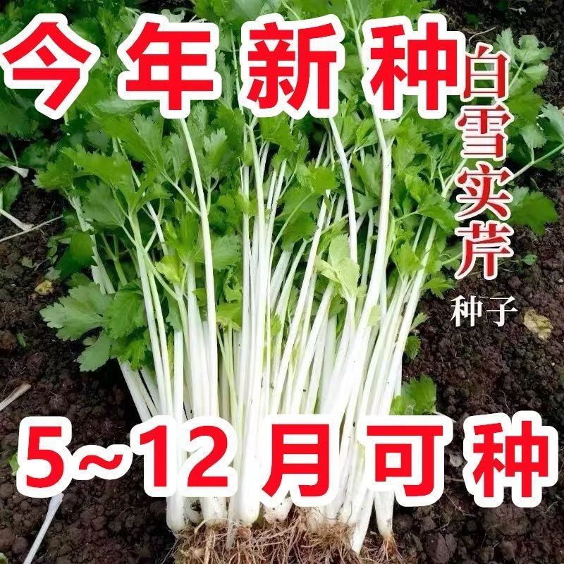 正宗白芹菜种子籽四川香芹菜白杆芹菜耐热寒四季阳台盆栽蔬菜种籽