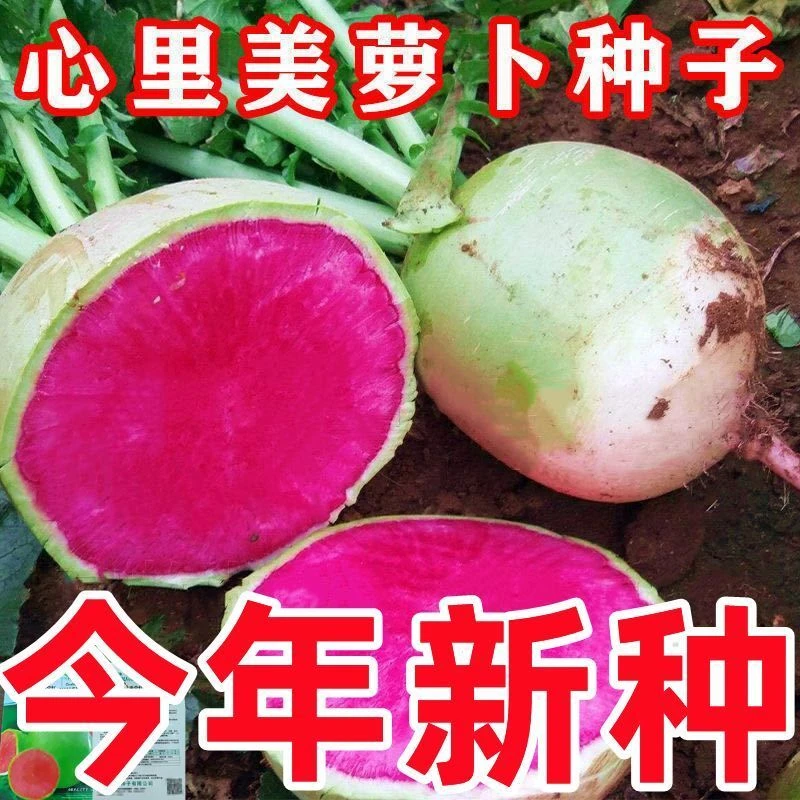 西瓜萝卜种子心里美满堂红水果萝卜种籽满膛红四季冰糖心萝卜种子