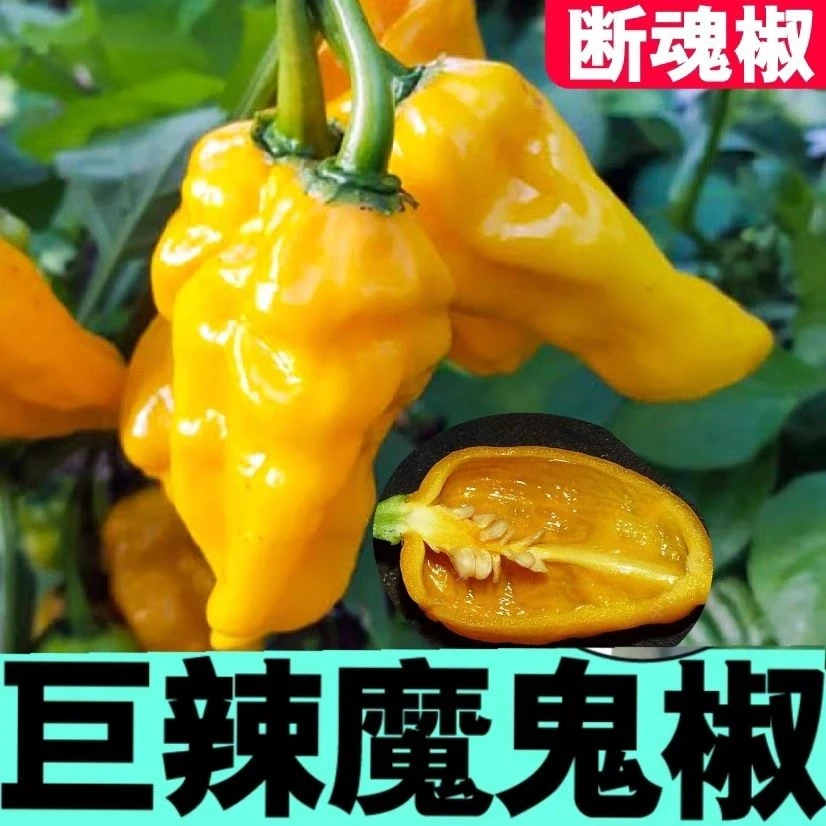 魔鬼辣椒种子巨辣魔鬼椒种籽超辣断魂椒种子四季蔬菜种籽辣椒籽