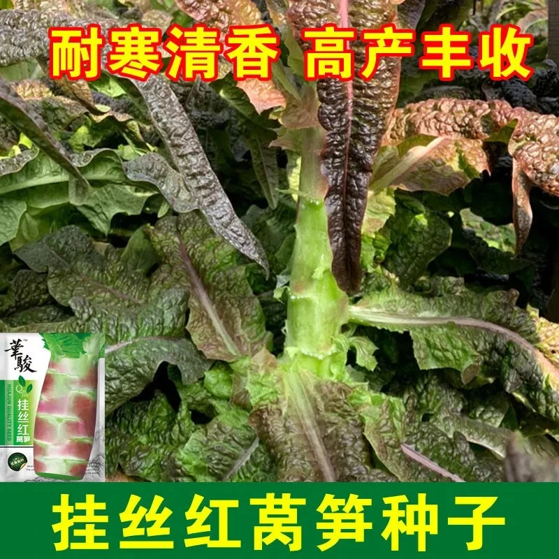 香丝红莴笋种子种籽红皮红叶锄头香脆莴苣菜种秋季冬季耐寒蔬菜种