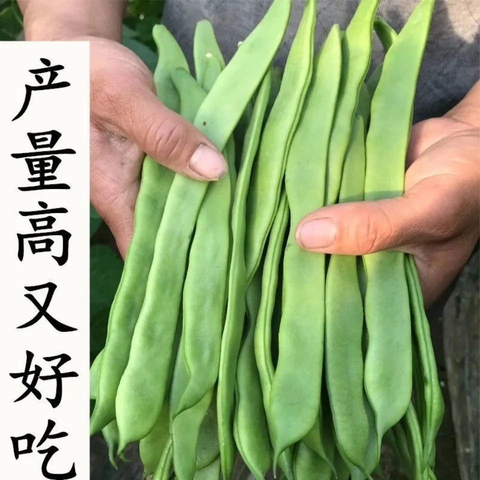超宽扁荚芸豆种子高产豆角有架春夏秋四季豆庭院大田易种蔬菜种籽
