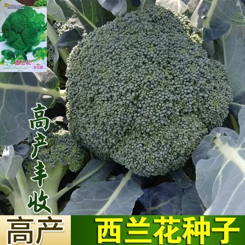 西兰花种籽西兰花种子花苗曼陀绿青花菜四季种籽花籽孑优秀西蓝花