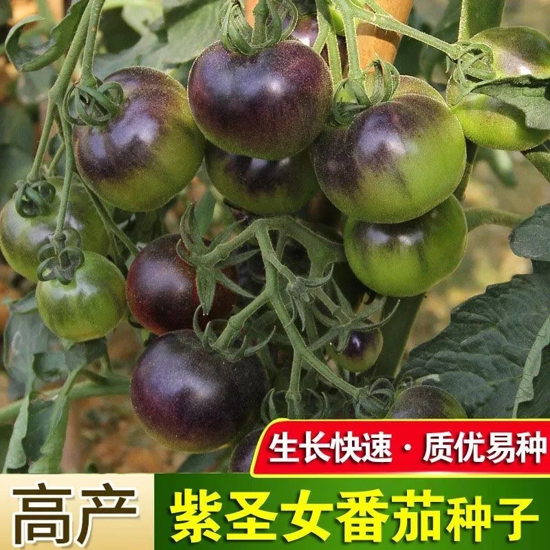 黑珍珠樱桃番茄种子四季阳台盆栽易种植黑宝石番茄水果型蔬菜种子
