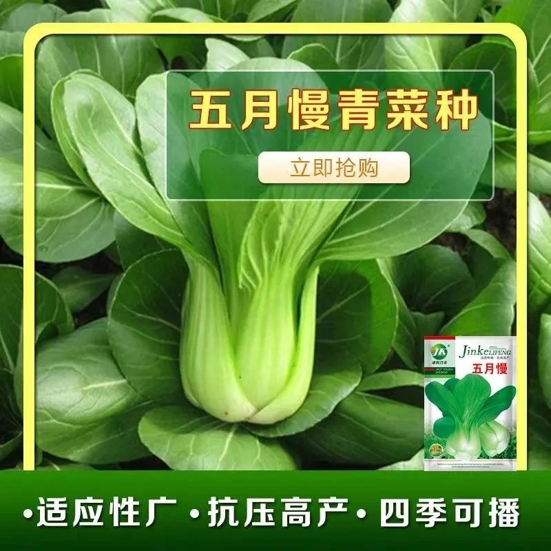 四季上海青四季播高产青菜小白菜种籽易种盆栽阳台泡沫箱庭院种植