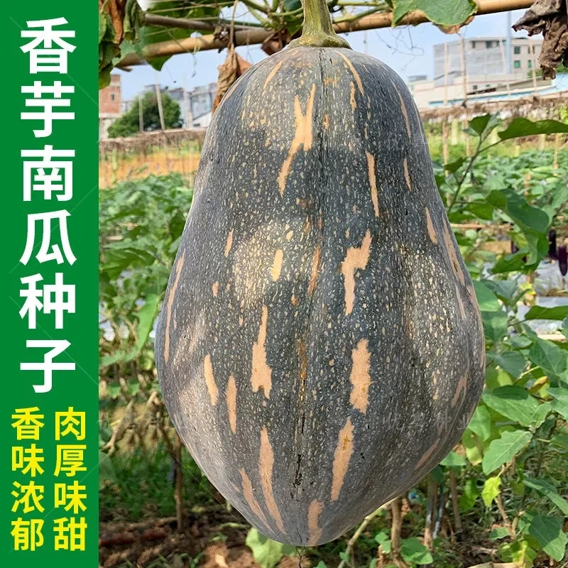 香芋南瓜种子新品种粉糯南瓜子四季高产早熟爬地爬藤搭架蔬菜种籽
