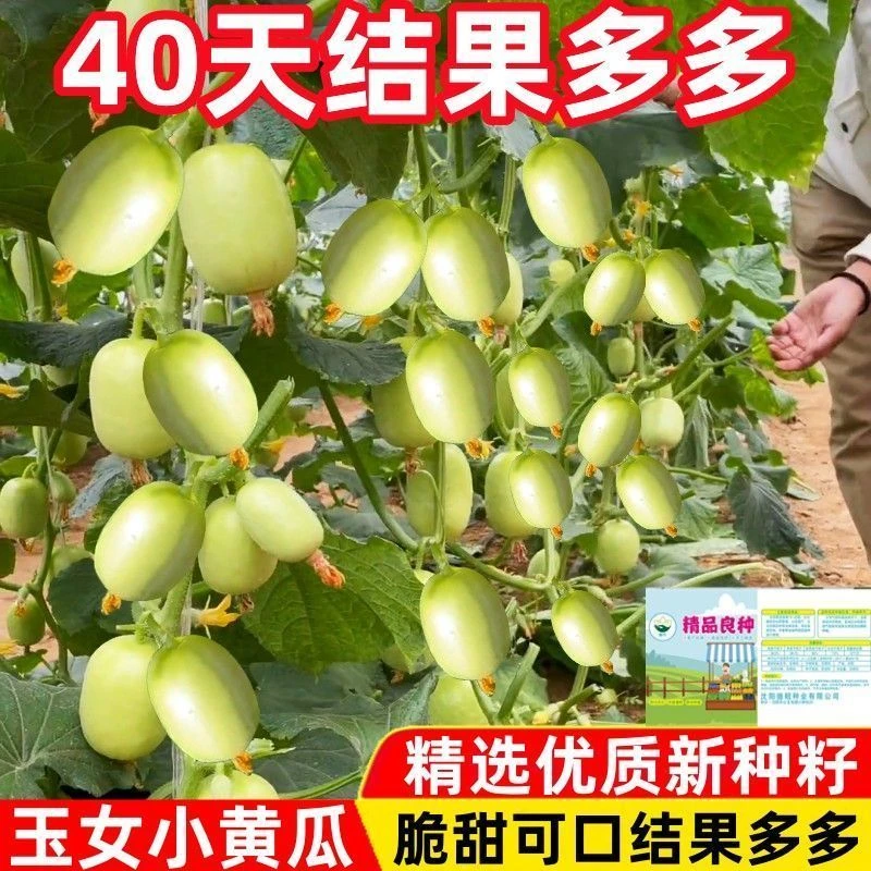 迷你玉女黄瓜种子一年四季水果黄瓜种子阳台盆栽小黄瓜水果种子