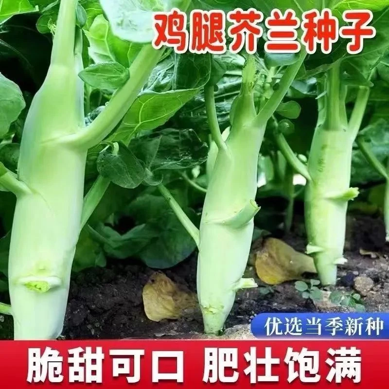 广东鸡腿芥兰菜籽四季蔬菜子甜脆芥菜芥蓝菜阳台盆栽春秋易植